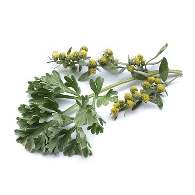 Tsa Artemisia Absinthium 50 Ml